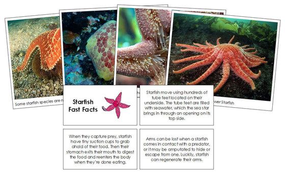 Starfish Fast Facts - Montessori Print Shop Digital Download