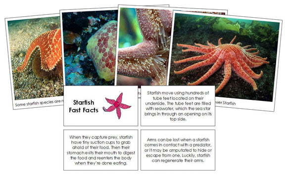 Starfish Fast Facts - Montessori Print Shop Digital Download