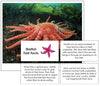 Starfish Fast Facts - Montessori Print Shop