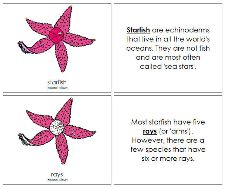 Parts of a Starfish Nomenclature Book - Montessori Print Shop Digital Download