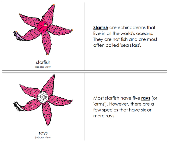Parts of a Starfish Nomenclature Book - Montessori Print Shop Digital Download