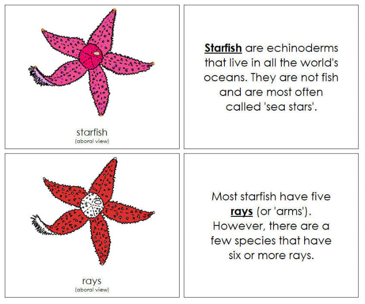 Parts of a Starfish Nomenclature Book (red) - Montessori Print Shop Digital Download