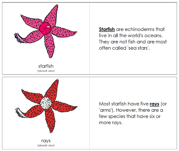 Parts of a Starfish Nomenclature Book (red) - Montessori Print Shop Digital Download