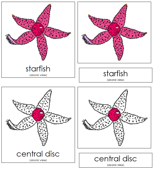 Starfish Nomenclature 3-Part Cards - Montessori Print Shop