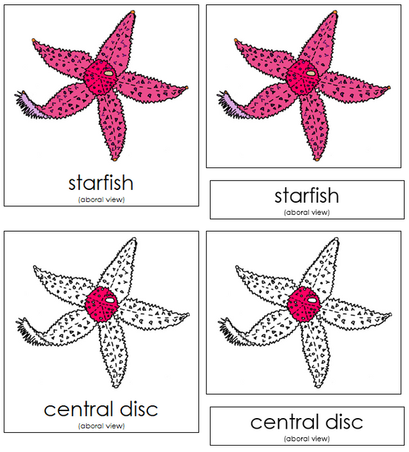 Starfish Nomenclature Cards - Montessori Print Shop