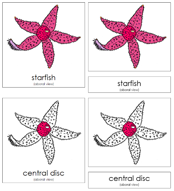 Parts of a Starfish 3-Part Nomenclature Cards - Montessori Print Shop Digital Download