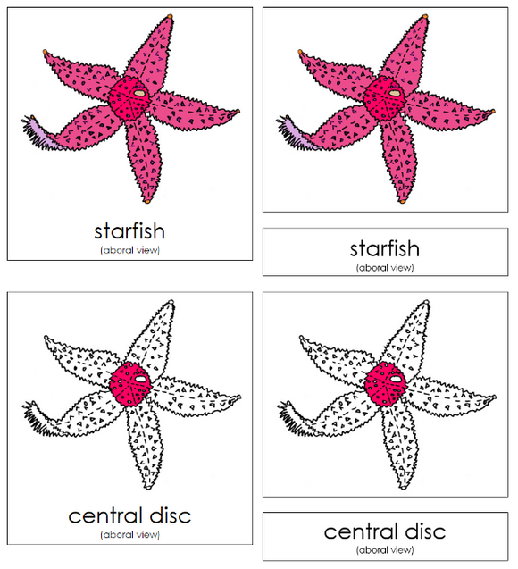 Parts of a Starfish 3-Part Nomenclature Cards - Montessori Print Shop Digital Download