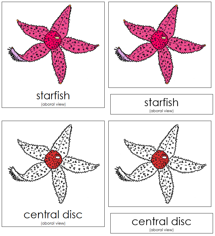 Starfish Nomenclature 3-Part Cards (red) - Montessori Print Shop Digital Download