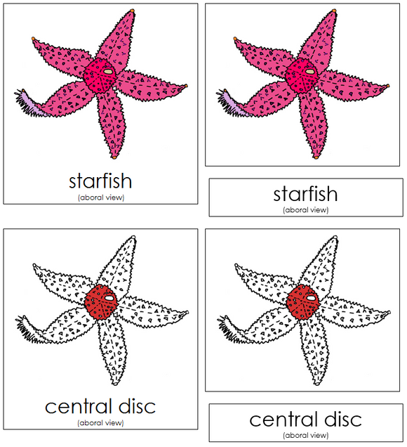 Starfish Nomenclature Cards (red) - Montessori Print Shop Digital Download