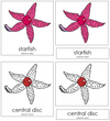 Starfish Nomenclature 3-Part Cards (red) - Montessori Print Shop