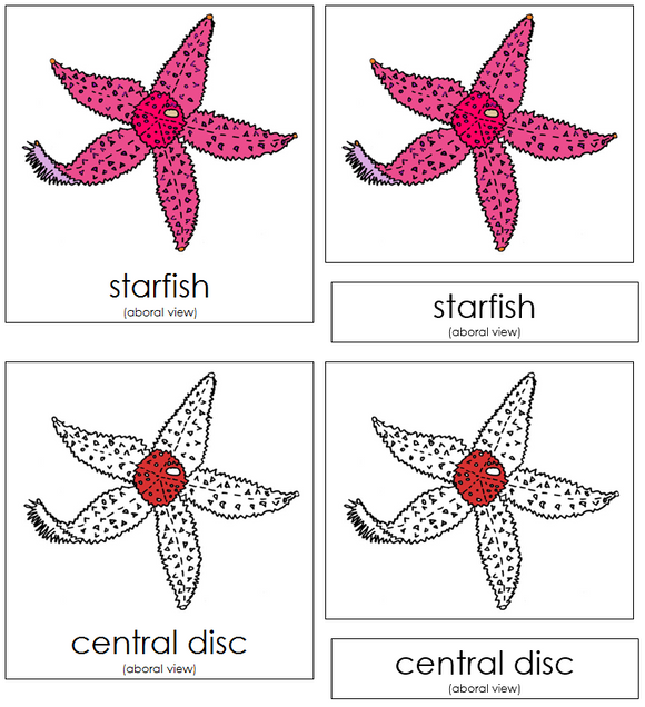 Starfish Nomenclature Cards (red) - Montessori Print Shop