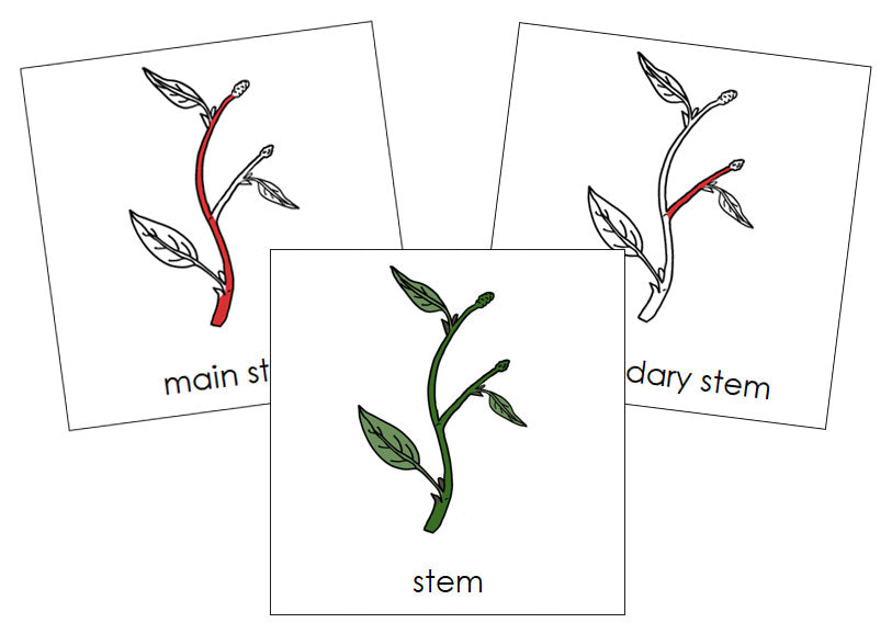Stem Nomenclature Cards (red) - Montessori Print Shop Digital Download