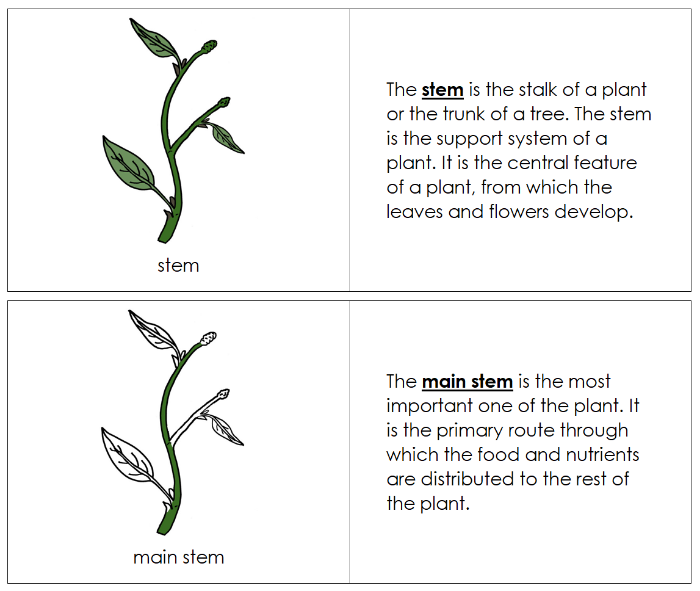 Parts of a Stem Nomenclature Book - Montessori Print Shop Digital Download