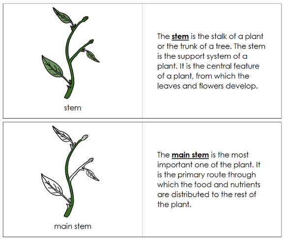 Parts of a Stem Nomenclature Book - Montessori Print Shop Digital Download