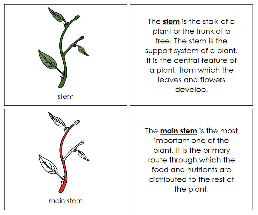 Parts of a Stem Nomenclature Book (red) - Montessori Print Shop Digital Download