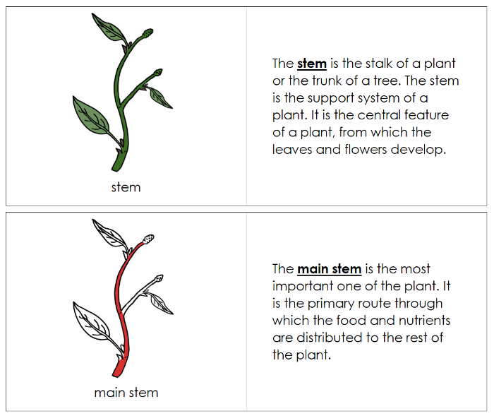 Parts of a Stem Nomenclature Book (red) - Montessori Print Shop Digital Download