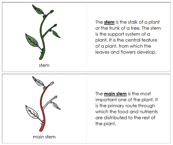 Parts of a Stem Nomenclature Book (red) - Montessori Print Shop Digital Download