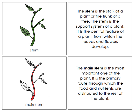 Parts of a Stem Nomenclature Book (red) - Montessori Print Shop