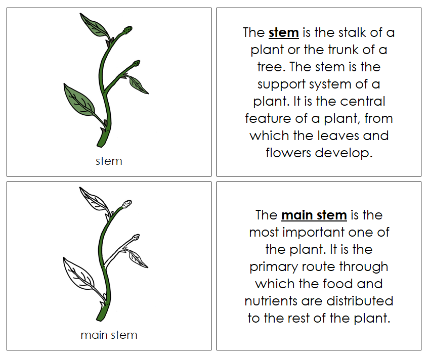 Parts of a Stem Nomenclature Book - Montessori Print Shop