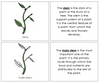 Parts of a Stem Nomenclature Book - Montessori Print Shop