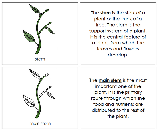 Parts of a Stem Nomenclature Book - Montessori Print Shop