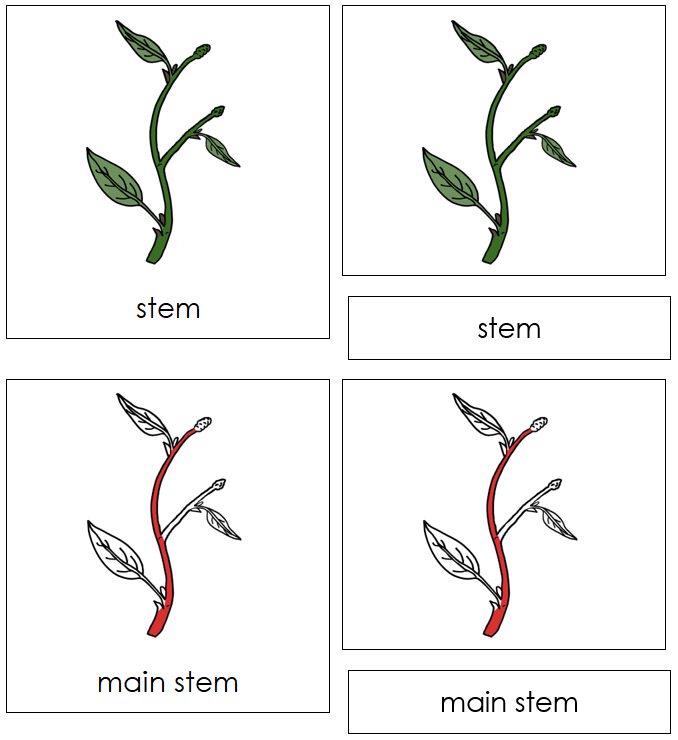 Stem Nomenclature 3-Part Cards (red) - Montessori Print Shop