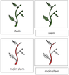Parts of a Stem Nomenclature Cards (red) - Montessori Print Shop