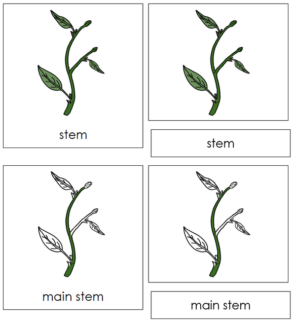 Stem Nomenclature Cards - Montessori Print Shop