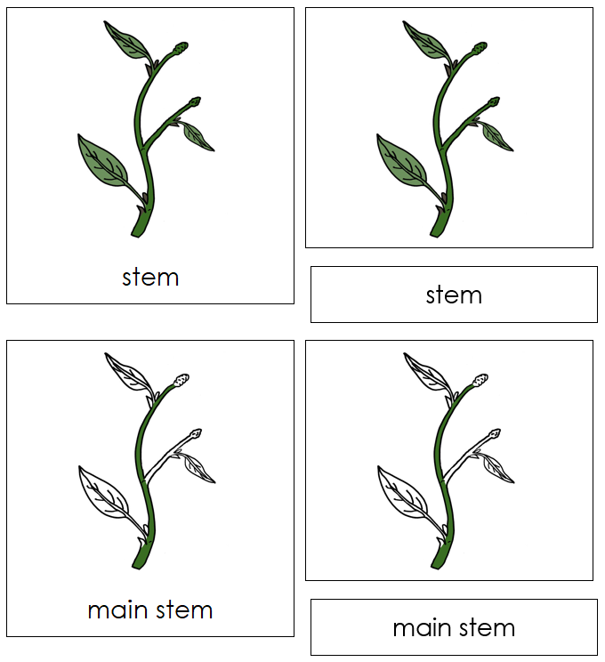 Parts of a Stem 3-Part Nomenclature Cards - Montessori Print Shop Digital Download