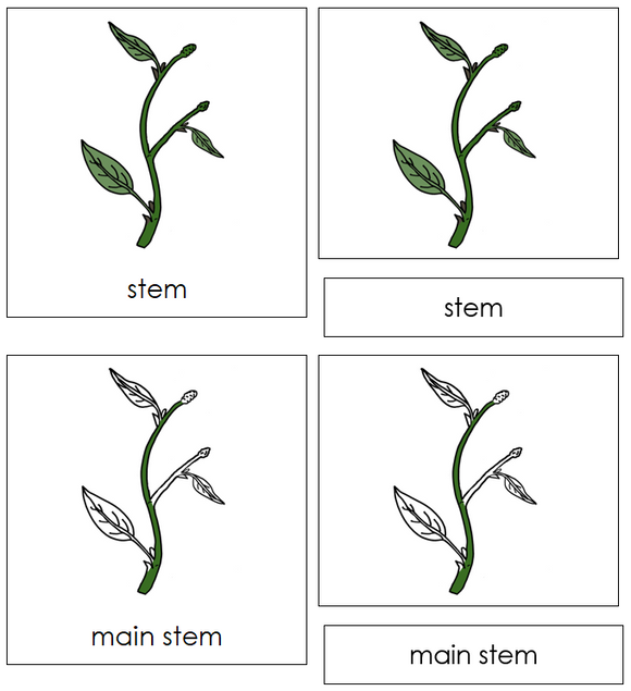 Parts of a stem 3-Part Nomenclature Cards - Montessori Print Shop Digital Download