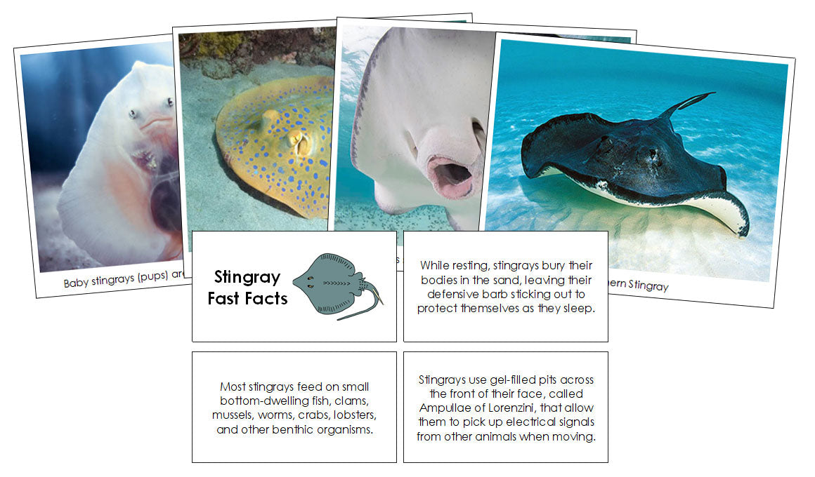 Stingray Fast Facts & Pictures - Montessori Print Shop Digital Download