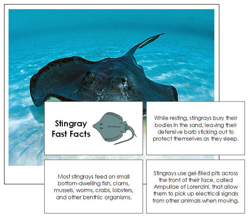 Stingray Fast Facts & Pictures - Montessori Print Shop