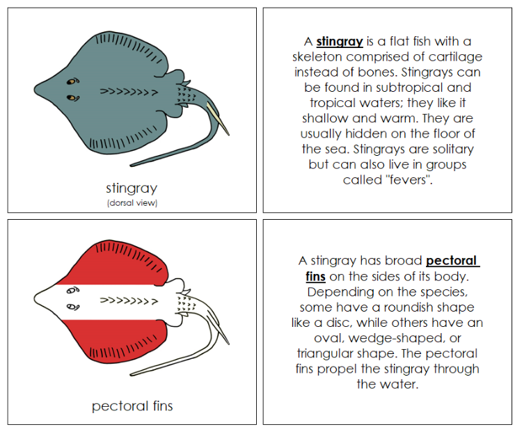 Stingray Nomenclature Book (red) - Montessori Print Shop Digital Download