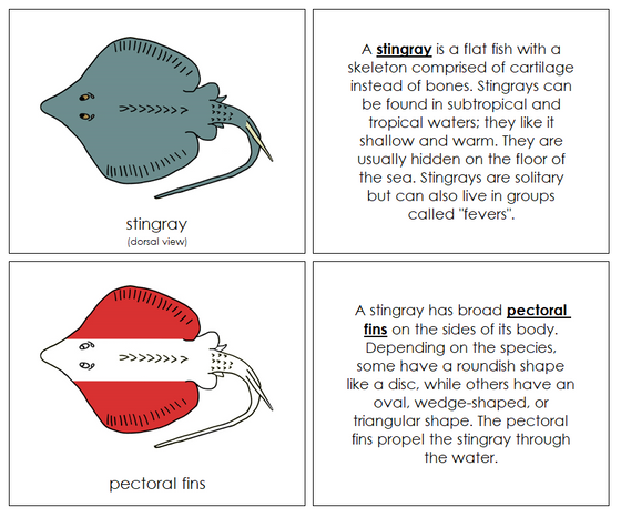 Stingray Nomenclature Book (red) - Montessori Print Shop