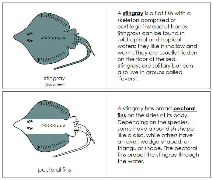 Parts of a Stingray Nomenclature Book - Montessori Print Shop Digital Download