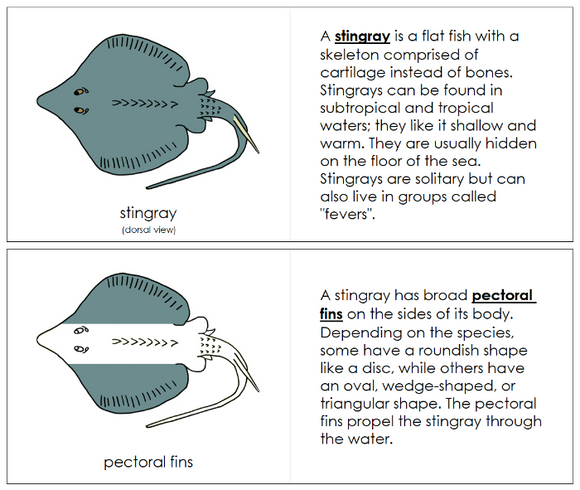 Parts of a Stingray Nomenclature Book - Montessori Print Shop Digital Download