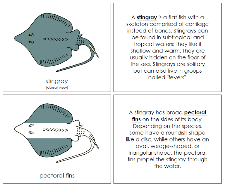 Stingray Nomenclature Book - Montessori Print Shop Digital Download