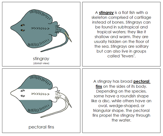 Stingray Nomenclature Book - Montessori Print Shop