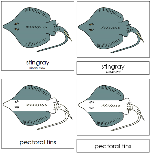 Stingray Nomenclature 3-Part Cards - Montessori Print Shop
