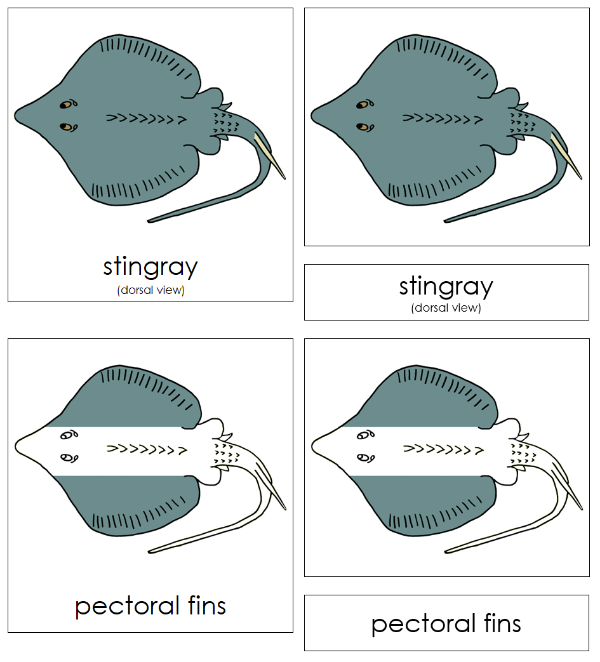 Parts of a Stingray 3-Part Nomenclature Cards - Montessori Print Shop Digital Download