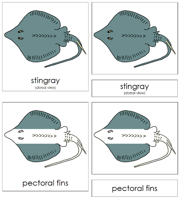 Parts of a Stingray 3-Part Nomenclature Cards - Montessori Print Shop Digital Download