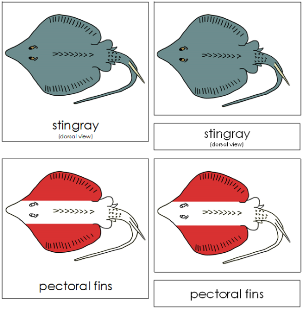 Parts of a Stingray 3-Part Nomenclature Cards (red) - Montessori Print Shop Digital Download