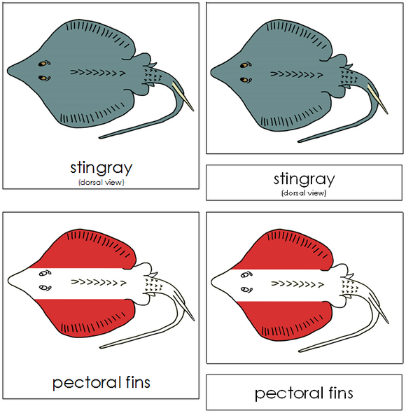 Stingray Nomenclature Cards (red) - Montessori Print Shop