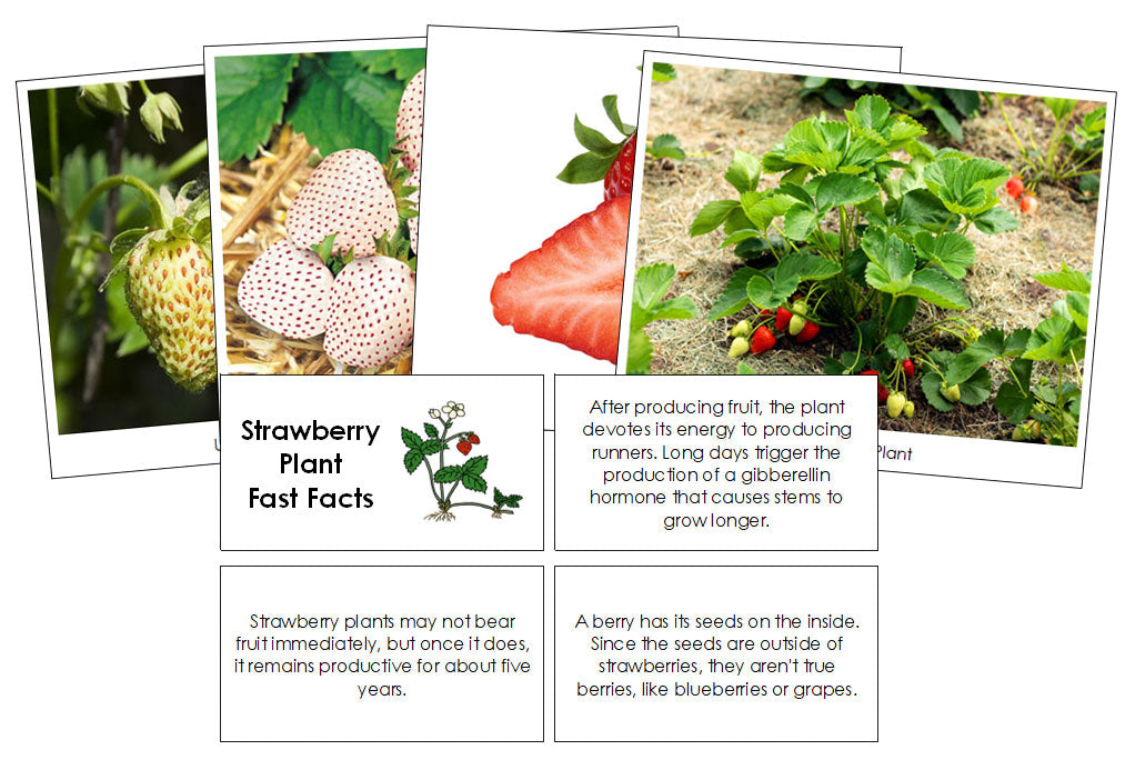 Strawberry Plant Fast Facts & Pictures - Montessori Print Shop Digital Download
