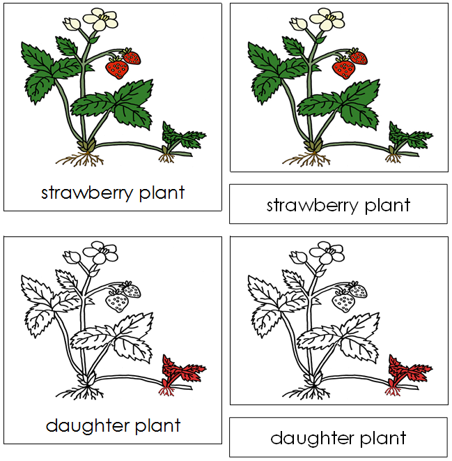 Strawberry Plant Nomenclature 3-Part Cards (red) - Montessori Print Shop Digital Download