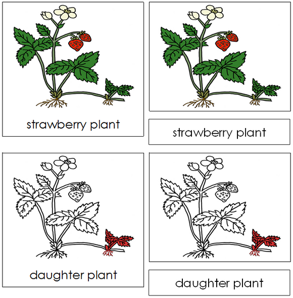 Strawberry Plant Nomenclature Cards (red) - Montessori Print Shop