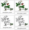 Strawberry Plant Nomenclature 3-Part Cards - Montessori Print Shop