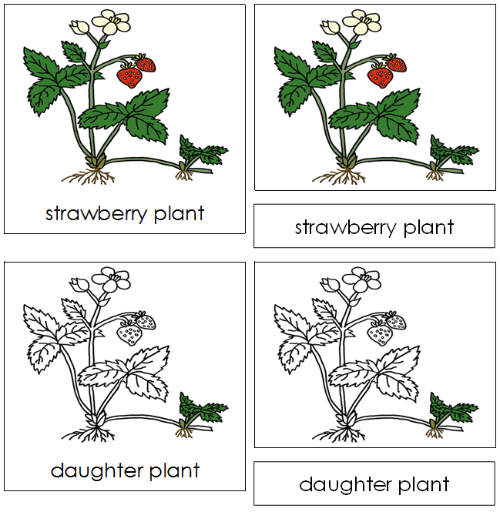 Parts of a Strawberry Plant 3-Part Nomenclature Cards - Montessori Print Shop Digital Download