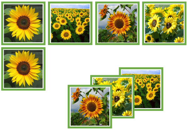 sunflower matching cards - Montessori Print Shop Digital Download
