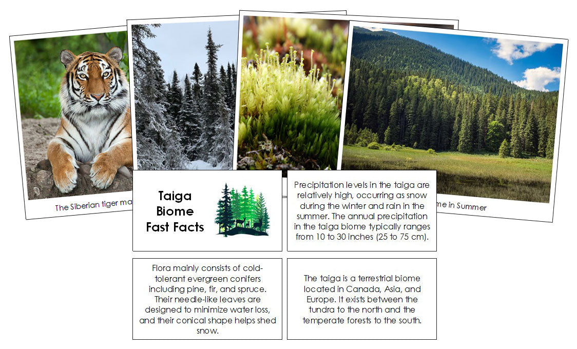 Taiga Biome Fast Facts and Pictures - Montessori Print Shop Digital Download